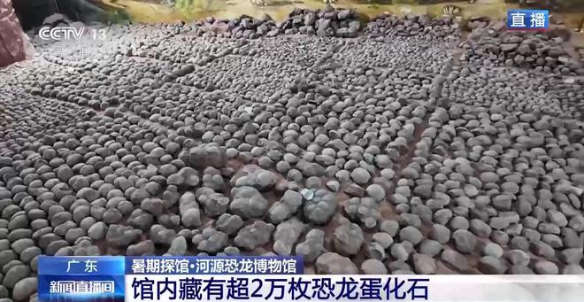 暑期博物馆四大推荐：恐龙蛋、角岛鲸、兵法简、深空展